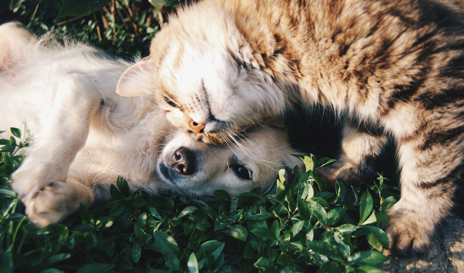 Healthy pet portrait