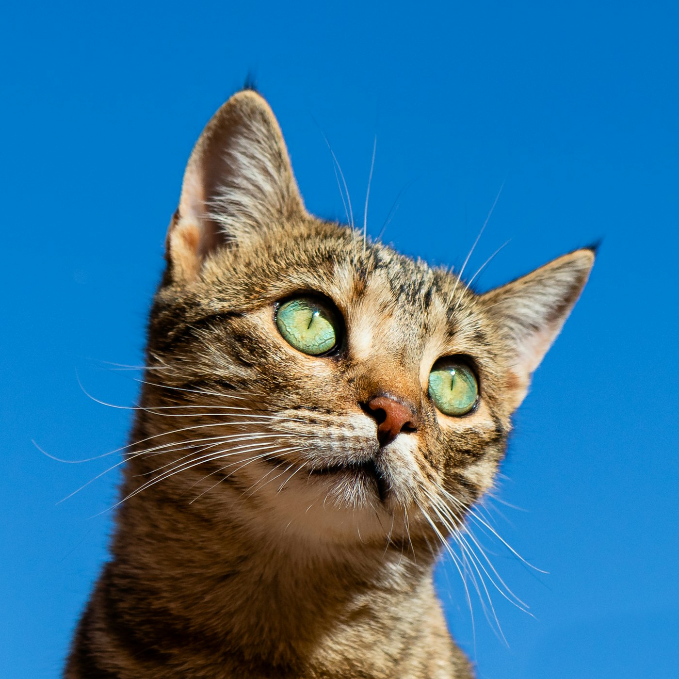Cat resting indoors