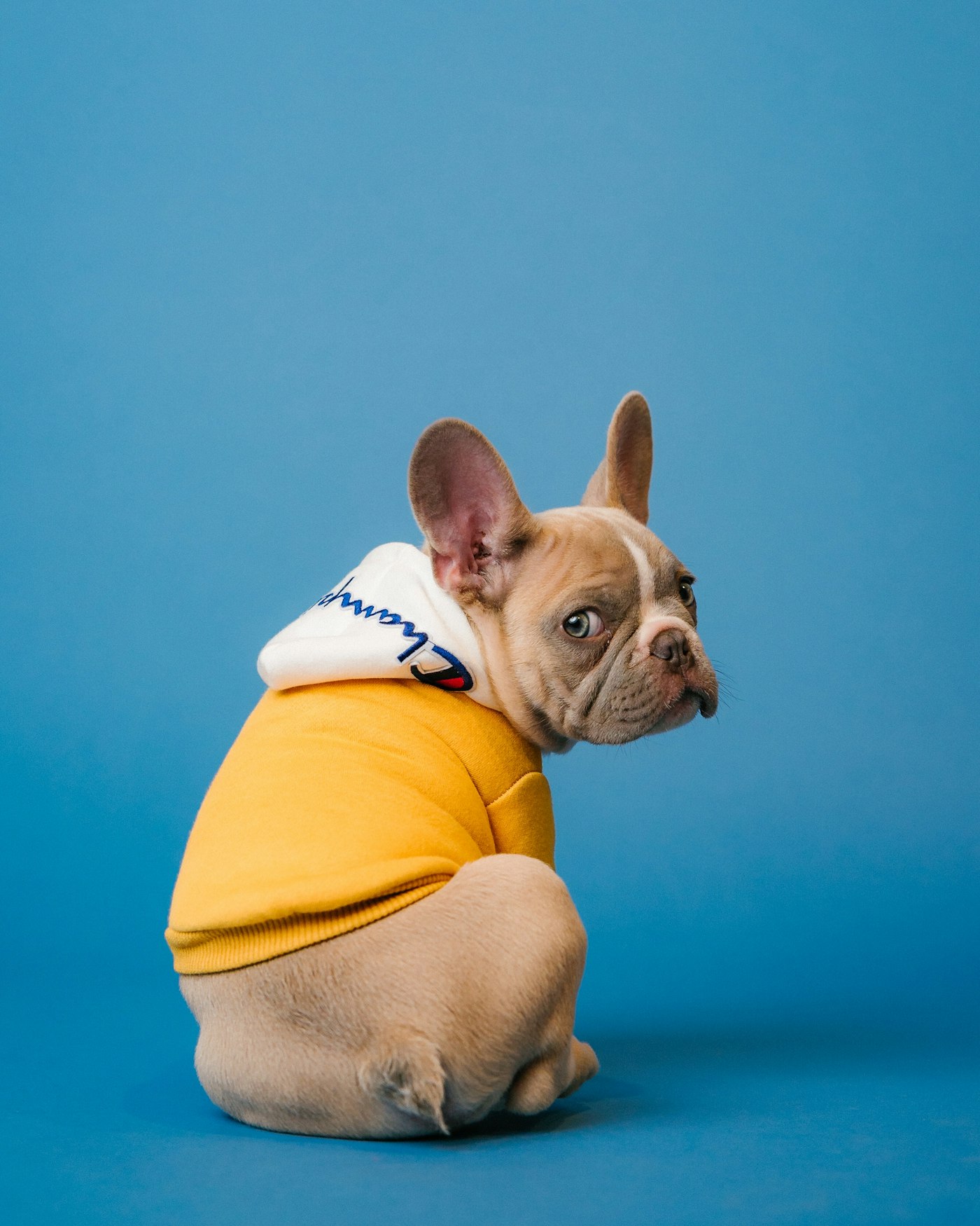 Dog looking toward the camera