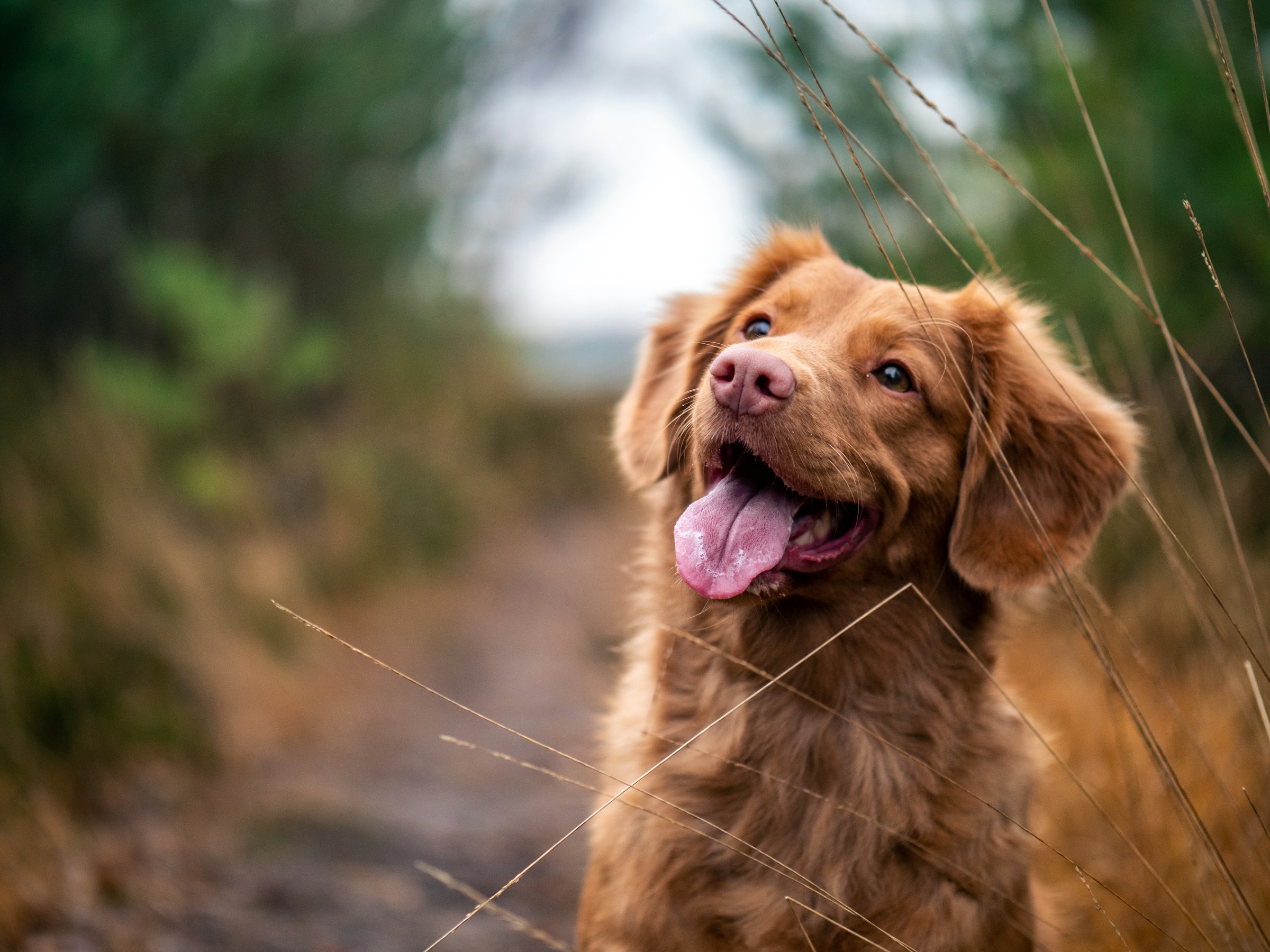 Friendly dog looking up in warm daylight