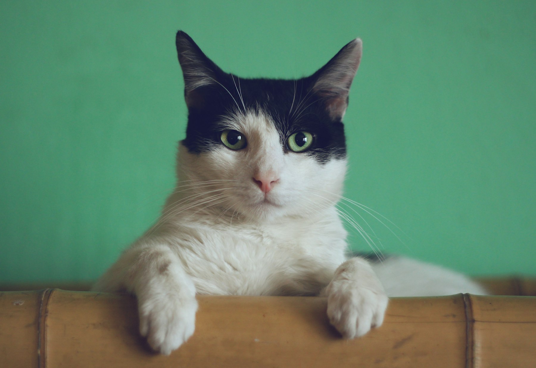 Attentive cat during a careful clinical check