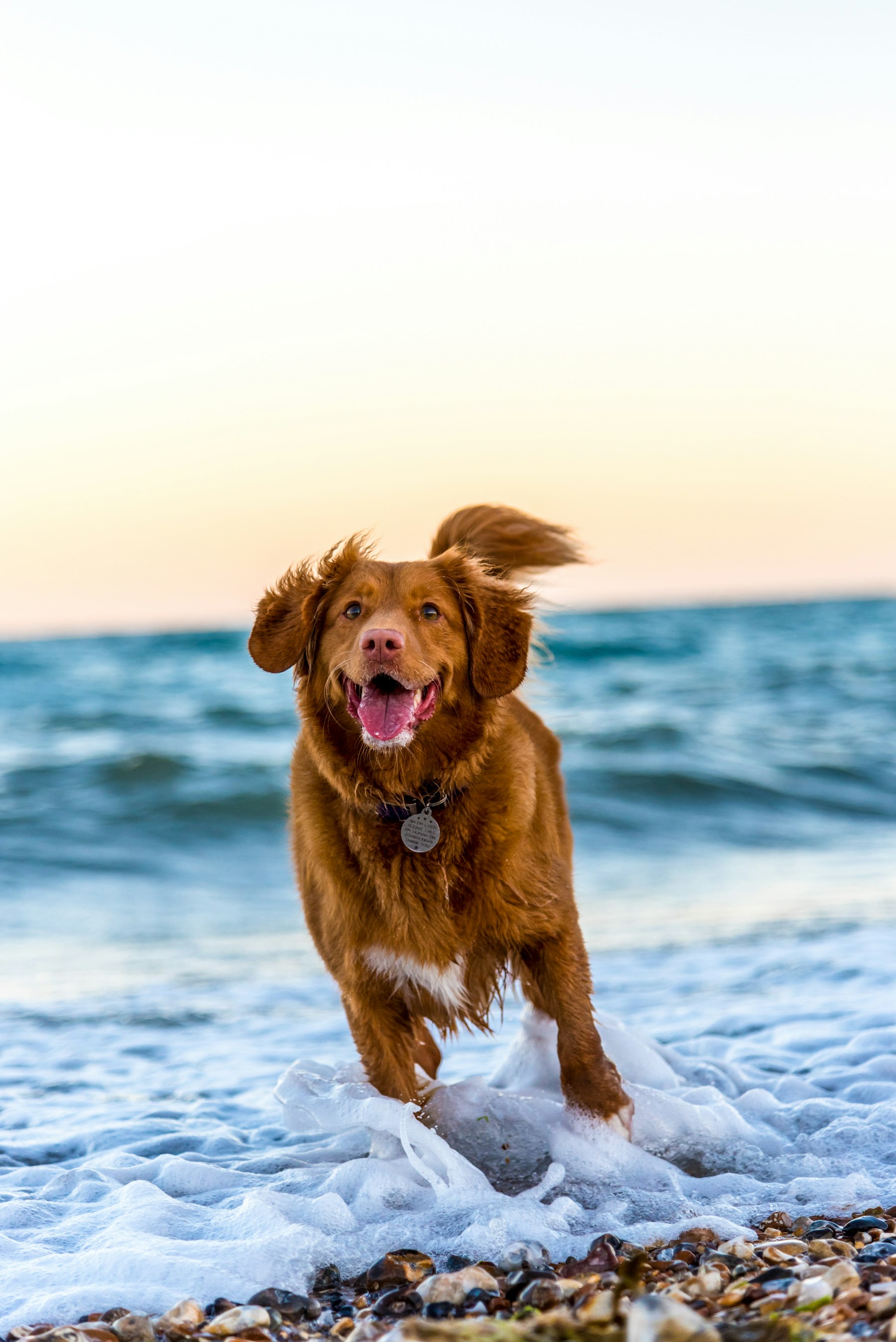 Dog running freely after a visit, energy restored