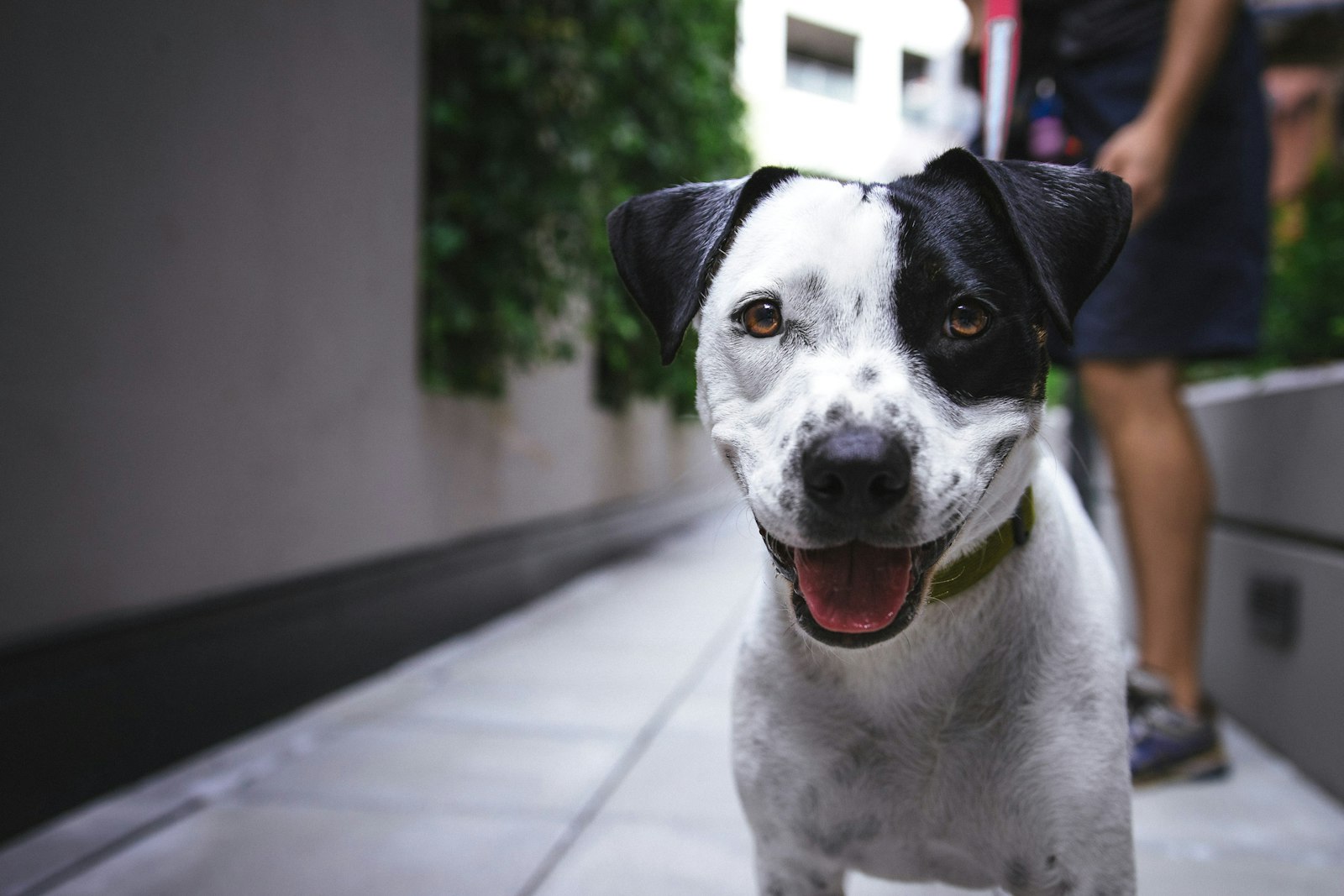 Person sitting outdoors with a relaxed dog