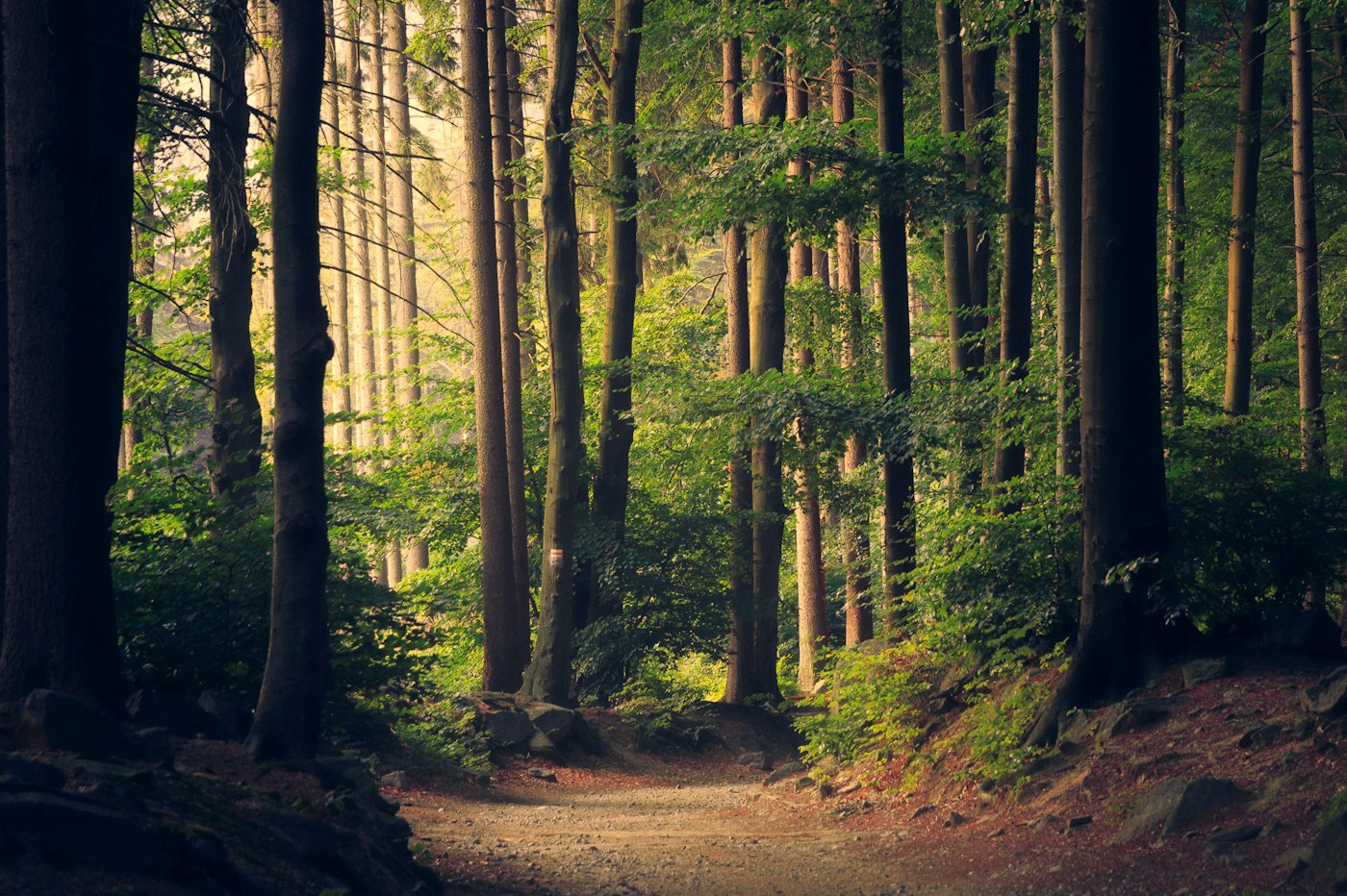 Quiet path through trees